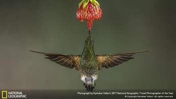 Pemenang People Choice kategori Nature disemarkan pada Hymakar Valluri asal India dengan judul foto Buff Tailed Coronet. (Foto: National Geographic)