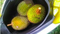 Akun instagram @nmaxnation juga mengunggah foto-foto bagasi Nmax dengan isi berbeda-beda. Ada yang mengisi bagasi Nmax dengan durian, salak, rambutan, hingga anak kecil. Ada-ada saja. Foto: Pool (Instagram)