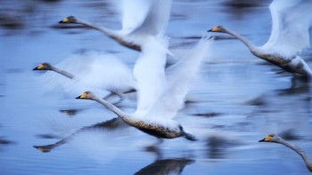 Judul foto To Live karya fotografer Hiromi Kano asal Jepang berhasil menjadi pemenang kedua untuk kategori Nature. (Foto: National Geographic)