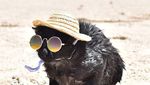 Foto: Lucunya Nathan, Kucing yang Suka Pantai