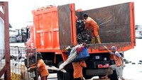 Sampah-sampah dari laut itu akhirnya dikumpulkan dan dibuang menggunakan truk sampah milik Pemprov DKI Jakarta.