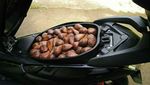 Bagasi Yamaha Nmax Berubah Fungsi untuk Pelihara Ikan, Dll
