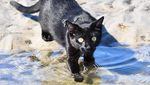 Foto: Lucunya Nathan, Kucing yang Suka Pantai