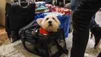 Karena libur cukup panjang sampai Tahun Baru, tak jarang traveler turut membawa hewan peliharaan mereka. Anjing ini pun tenang saja dibawa di dalam tas milik majikannya (Stephanie Keith/Reuters)