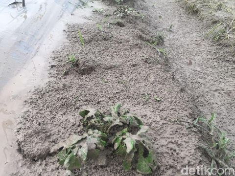Luncuran Awan Panas Sinabung 4,6 Km Terjauh Sepanjang 2017