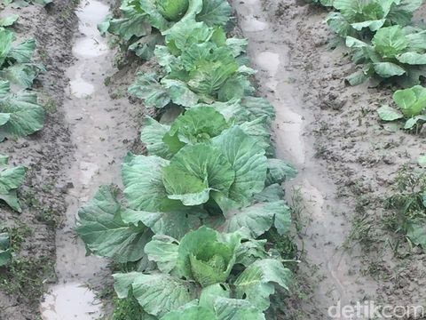 Luncuran Awan Panas Sinabung 4,6 Km Terjauh Sepanjang 2017
