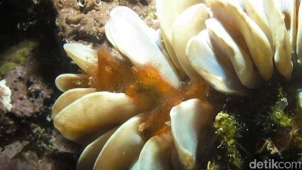Gorontalo: Destinasi Libur Akhir Tahun Buat Pecinta Laut