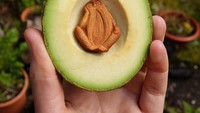 Tak percaya kalau ini biji alpukat? Lihat saja foto Campbell ini. Anda juga bisa melihat kreasinya yang lain di Instagram avocadostonefaces. Foto: Avocado Stone Faces