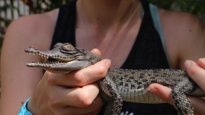 Bayi Buaya Tawaran Kado Natal Unik dari NT