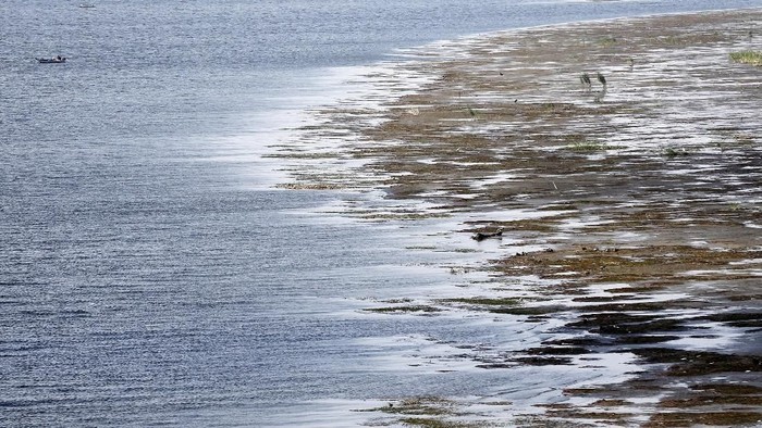 Water plants are seen with mud at low tide on the Nile River in Cairo, Egypt, November 23, 2017. Picture taken November 23, 2017. REUTERS/Amr Abdallah Dalsh