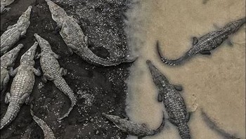 Untuk pemenang ketiga di kategori Nature diraih oleh Tarun Sinha asal Amerika Serikat dengan judul foto Crocodiles At Rio Tarcoles. (Foto: National Geographic)