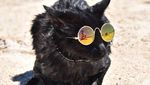 Foto: Lucunya Nathan, Kucing yang Suka Pantai