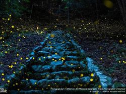 Terpukau Jepretan Jawara NatGeo Travel 2017