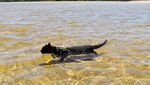 Foto: Lucunya Nathan, Kucing yang Suka Pantai