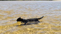Lama-lama kelamaan, Nathan pun terbiasa dan suka bermain dan berenang di pantai. (nathan_thebeachcat/Instagram)