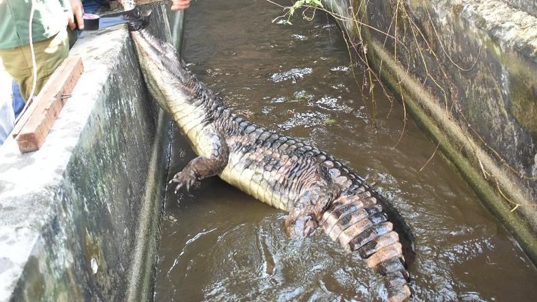 Buaya 2 Kuintal Gegerkan Bengkalis Butuh 11 Orang Buat Evakuasi