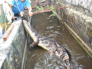 Buaya 2 Kuintal Gegerkan Bengkalis, Butuh 11 Orang buat Evakuasi