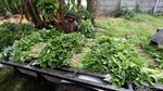 Melihat Semangat Petani di Soekarno-Hatta