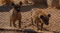 Ada lima singa, dua harimau, dua hiena, dua ekor anjing serigala, dan dua beruang hitam yang dievakuasi dari taman pada bulan Juli.