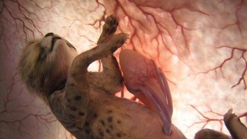 Bayi Cheetah. (Foto: National Geographic)