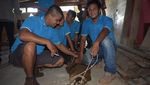 Foto: Begini Susahnya 11 Orang Menaklukkan Buaya Seberat 2 Kuintal
