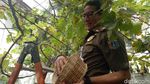 Foto: Aksi Sandi Panen Anggur Warga di Cempaka Putih