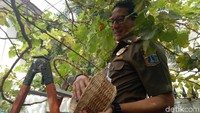 Sandiaga naik menggunakan tangga dan memetik anggur yang ditanam warga tersebut menggunakan gunting. 