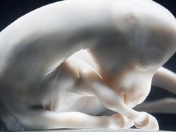 Mengagumkan! Seperti Ini Penampakan Hewan dalam Rahim