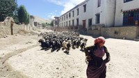 Beberapa peneliti budaya menilai, Suku Mustang juga menolak masuknya dunia luar seperti teknologi ke tanah mereka. Mereka masih tetap setia menggunakan kuda dan berjalan kaki, walah pemerintah Nepal sudah memberikan bantuan kendaraan dan lain-lain (Eric Campbell/ABC Australia)