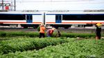 Melihat Semangat Petani di Soekarno-Hatta