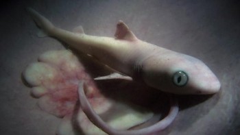 Bayi Hiu. (Foto: National Geographic)