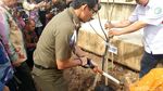 Foto: Aksi Sandi Panen Anggur Warga di Cempaka Putih