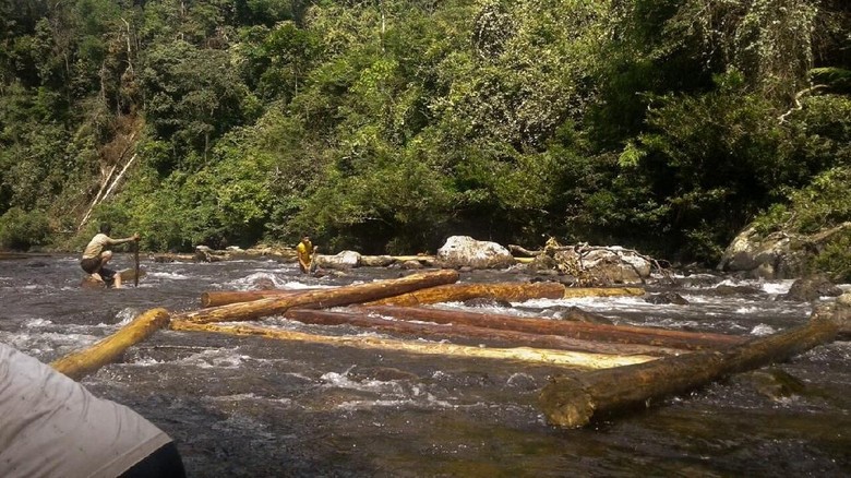Begini Lika-liku Illegal Logging Hutan Suaka Rimbang Baling Riau Begini Lika-liku Illegal Logging Hutan Suaka Rimbang Baling Riau
