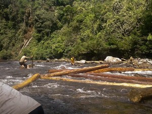 Begini Lika-liku Illegal Logging Hutan Suaka Rimbang Baling Riau