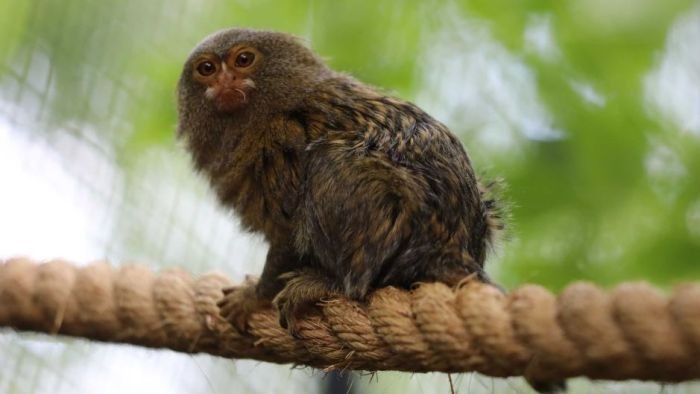 Sambut Penghujung Tahun, Kebun Binatang Canberra Tambah Koleksi Baru