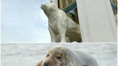 Ini Foto-foto Anjing Laut, Mirip dengan Patung Maung Bandung?