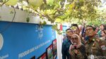 Foto: Aksi Sandi Panen Anggur Warga di Cempaka Putih