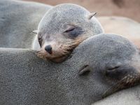 Keji 6 Bayi Anjing Laut Mati Dipenggal Di Selandia Baru