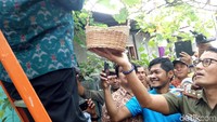 Sandiaga ikut memanen anggur yang ditanam warga di tengah-tengah gang.