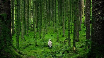 Kelainan pada Tumbuh Kembang Tanaman: Caleb Schraf, ahli astronomi, menjelaskan bahwa batang tanaman tumbuh berlawanan dengan gaya gravitasi, atau biasa disebut gravitropisme negatif, maka akan terdapat sebuah hutan berisi pohon-pohon yang tumbuh dengan sudut kemiringan sangat tajam saat posisinya semakin menjauhi titik tengah bidang datar, karena gaya gravitasi menariknya ke arah bawah dan juga pusat Bumi. (Foto: nationalgeographic)