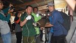 Foto: Begini Susahnya 11 Orang Menaklukkan Buaya Seberat 2 Kuintal