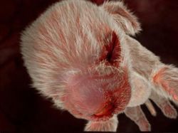 Mengagumkan! Seperti Ini Penampakan Hewan dalam Rahim