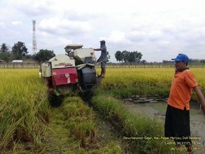 Padi Ini Unggul, Panennya Melimpah hingga Kebal Wereng