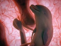 Mengagumkan! Seperti Ini Penampakan Hewan dalam Rahim