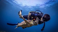 Diving di laut mungkin terdengar menakutkan, tapi tidak untuk Darius. (Foto: instagram/darius_sinathrya)