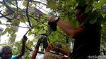 Foto: Aksi Sandi Panen Anggur Warga di Cempaka Putih