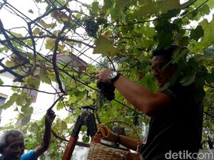 Foto: Aksi Sandi Panen Anggur Warga di Cempaka Putih