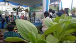 Foto: Aksi Sandi Panen Anggur Warga di Cempaka Putih