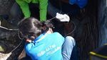 Foto: Begini Susahnya 11 Orang Menaklukkan Buaya Seberat 2 Kuintal