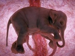 Mengagumkan! Seperti Ini Penampakan Hewan dalam Rahim